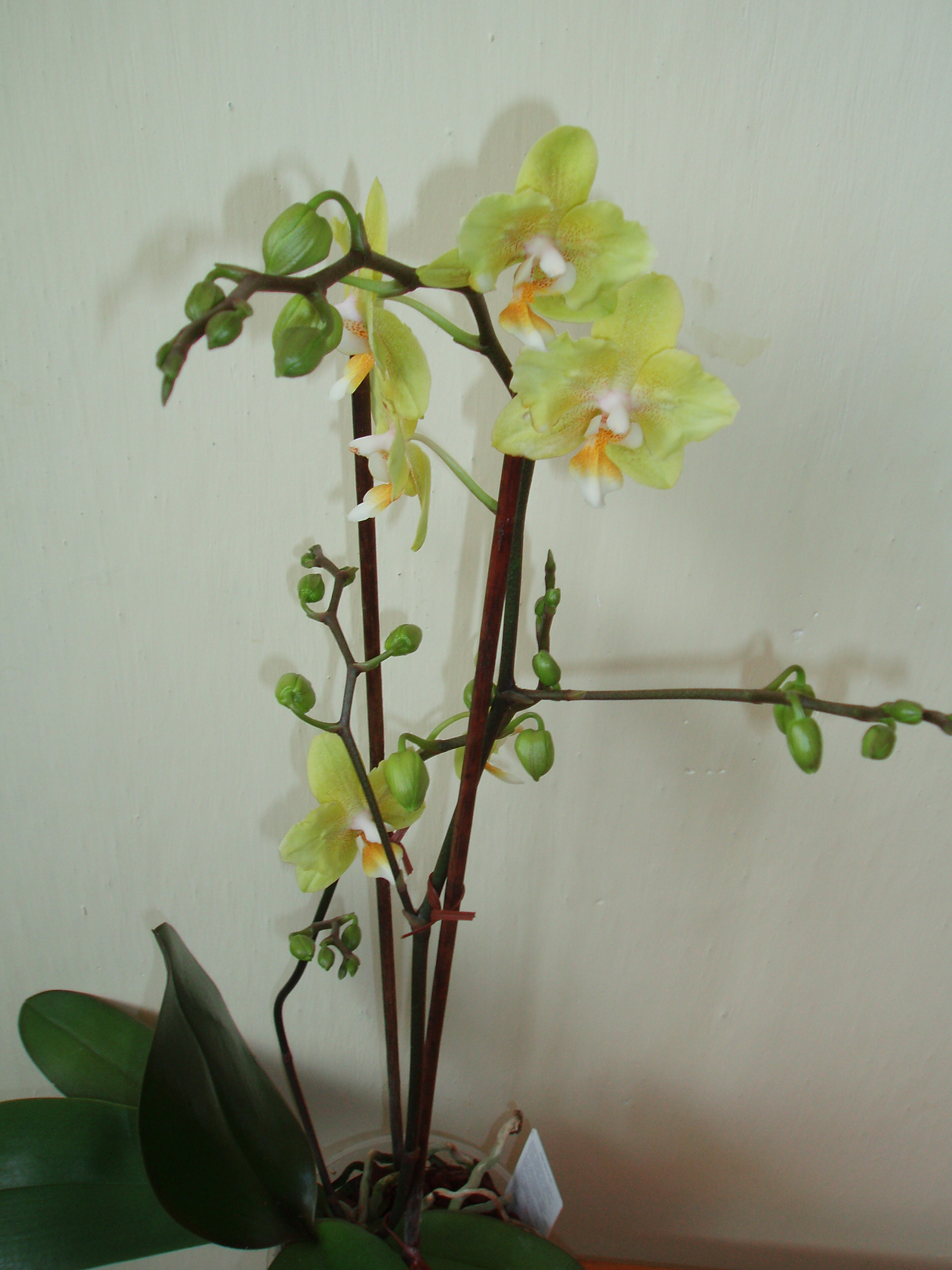 Moje orchideje 1 018.jpg