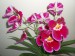 Moje orchideje 1 003.jpg