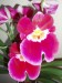 Moje orchideje 1 004.jpg
