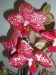 Moje orchideje 1 014.jpg