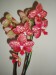 Moje orchideje 1 017.jpg