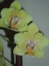 Moje orchideje 1 020.jpg
