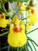 Moje orchideje 1 167.jpg