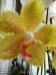 Moje orchidei 004.jpg