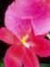 Moje orchidei 1  007.jpg