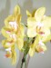 Moje orchideje 009.jpg