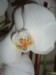 Moje orchideje 017.jpg
