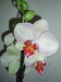 Moje orchideje 019.jpg