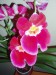 Moje orchideje 1 005.jpg