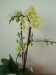 Moje orchideje 1 018.jpg