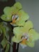 Moje orchideje 1 022.jpg