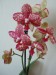 Moje orchideje 1 012.jpg