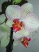 Moje orchideje 023.jpg