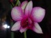 Moje orchidei 007.jpg