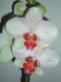 Moje orchideje 024.jpg