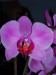 Moje orchidei 1  005.jpg
