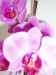 Moje orchideje 005.jpg