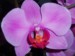 Moje orchidei 1 006.jpg