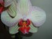 Moje orchideje 021.jpg