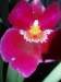 Moje orchideje 1 152.jpg