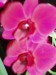 Moje orchidei 1  008.jpg